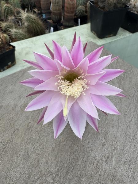 Echinopsis daydream